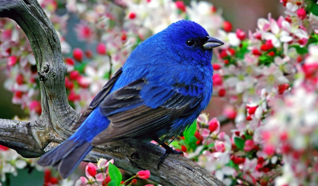 Синяя птичка на ветке