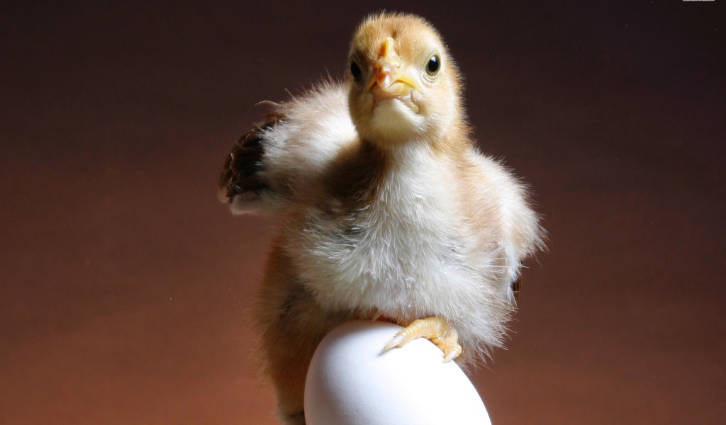 Цыпленок и яйцо