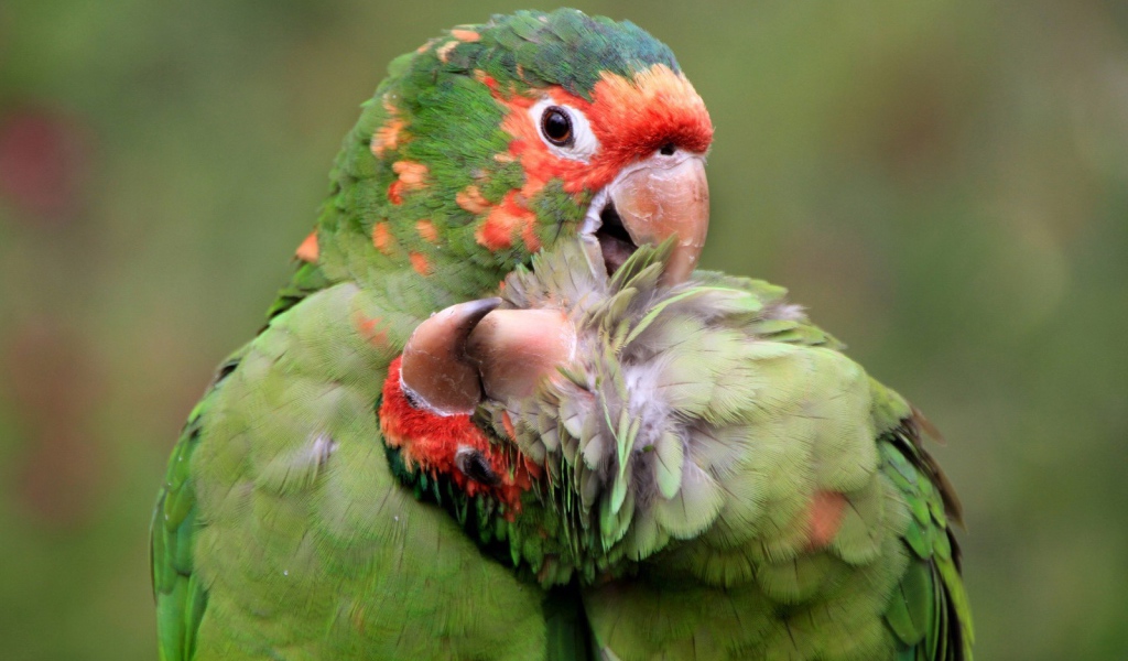 Милая пара попугаев