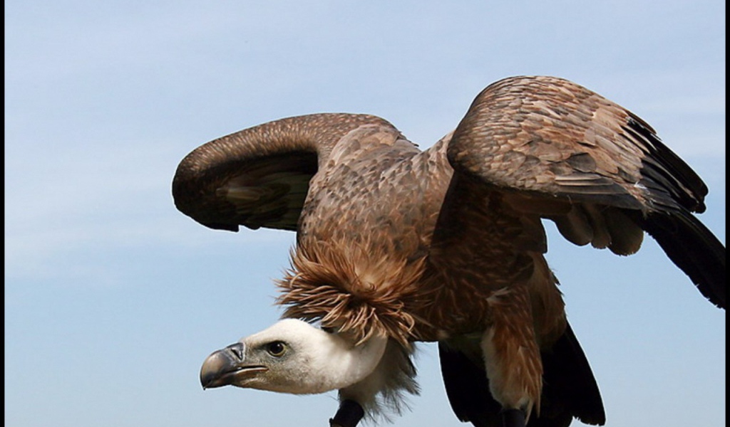 Орел взлетает