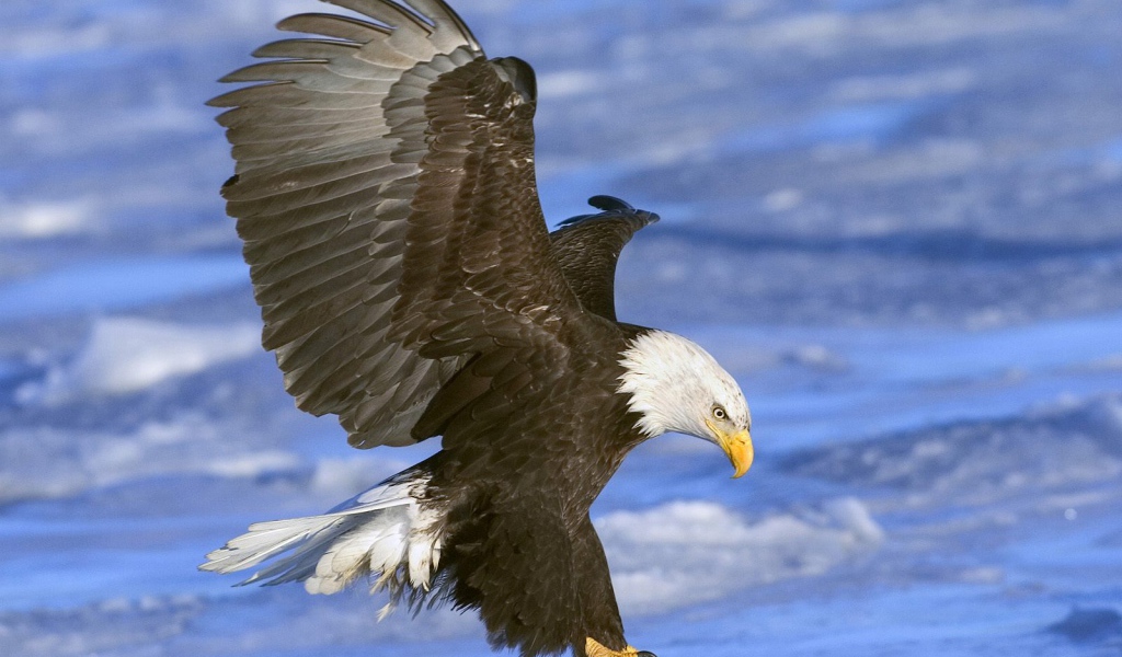 Орел атакует добычу