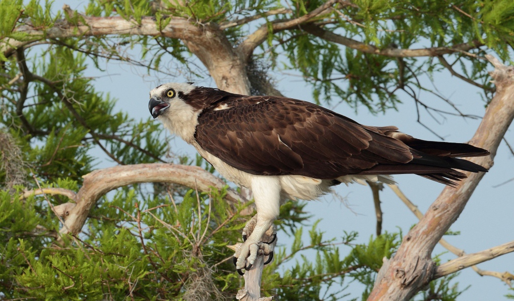 Орел сидит на дереве
