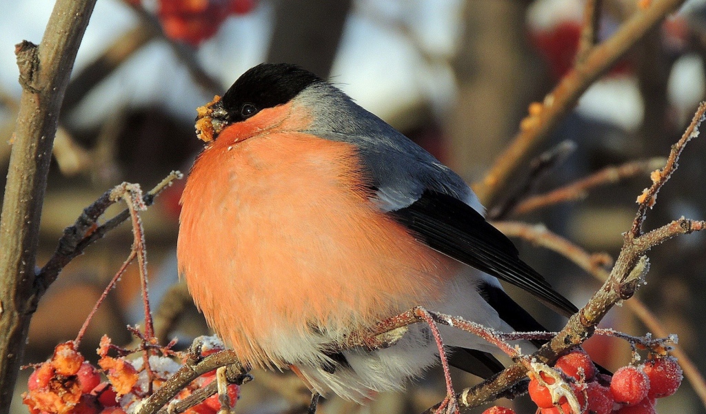 Снегирь ест мерзлую ягоду