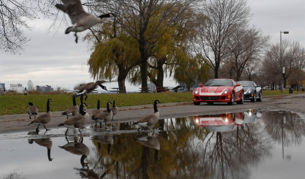 Гуси на дороге