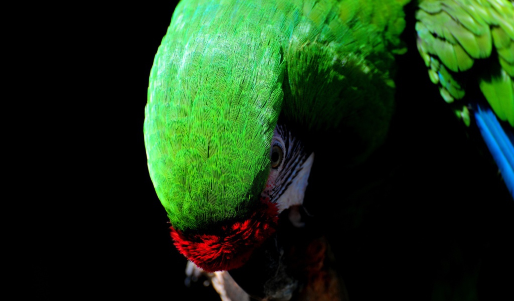 Зеленый Какаду