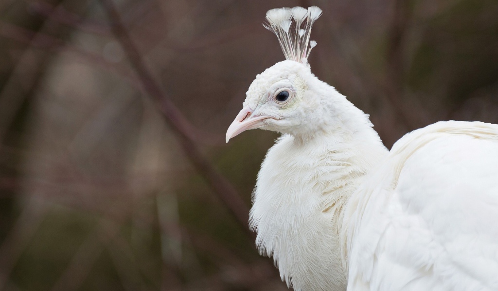 Голова белого павлина