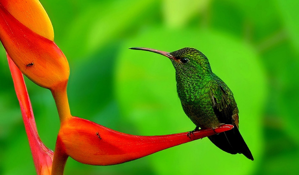 Колибри на цветке