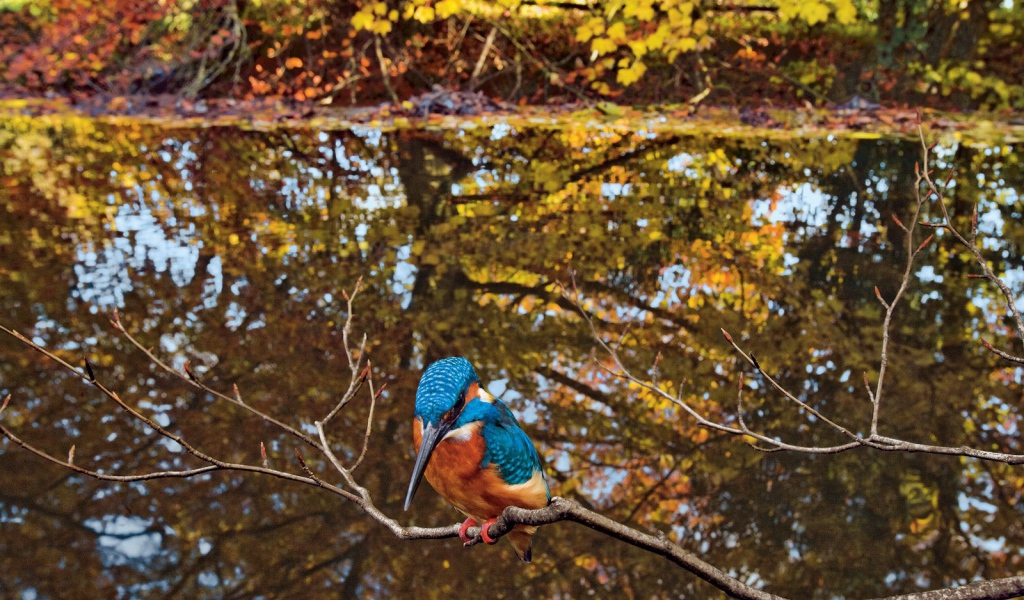 Зимородок сидит на ветке