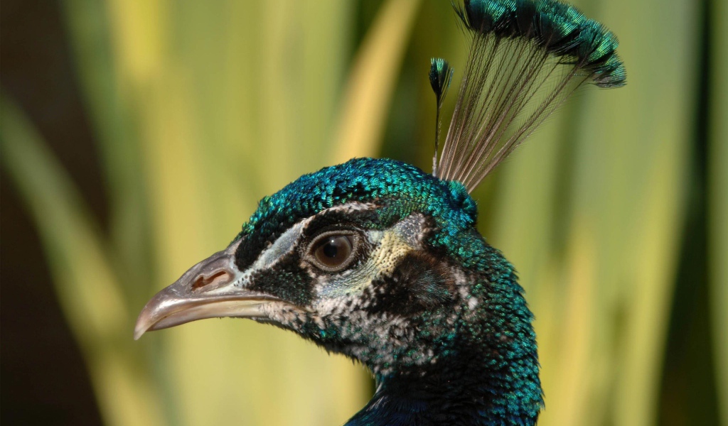 Взгляд павлина