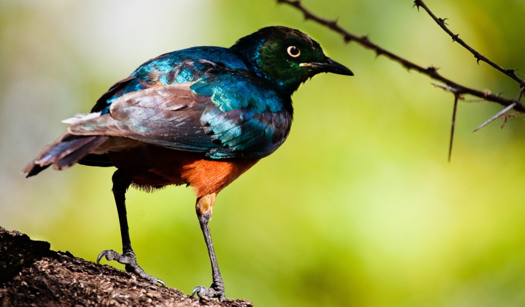 Перламутровая птица