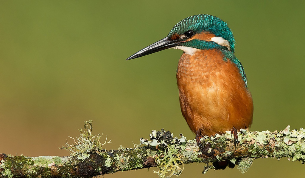 Птичка с большим клювом