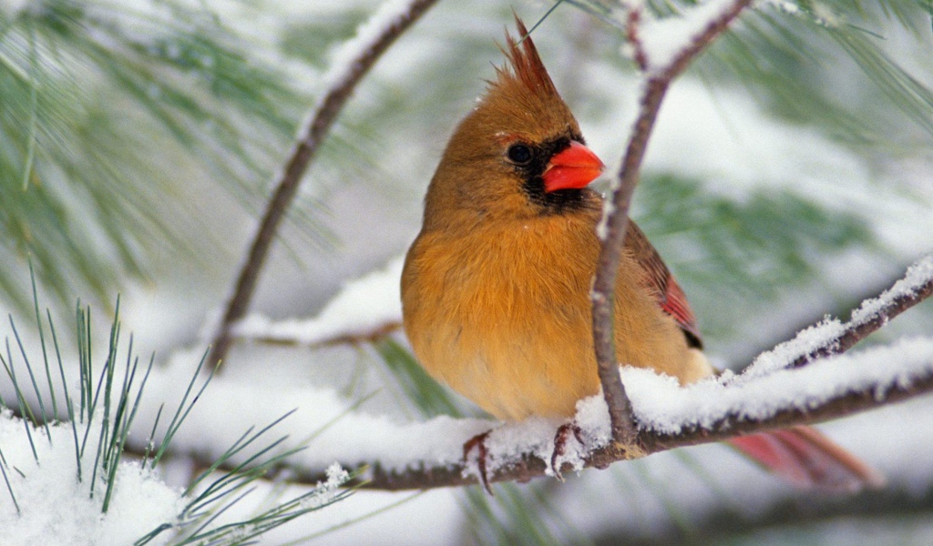 Северная птичка