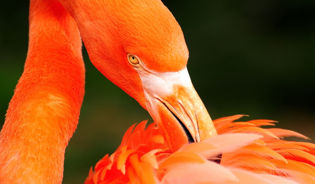 Оранжевый фламинго