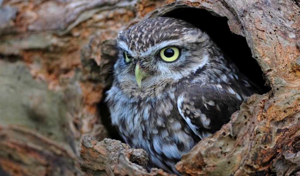 Сова сидит в дупле