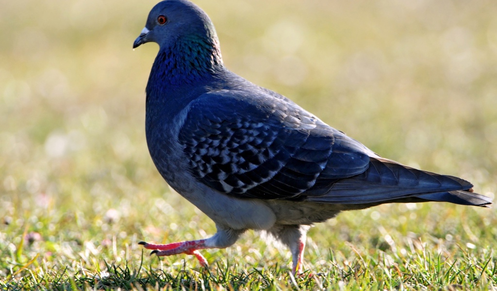 Голубь на травке