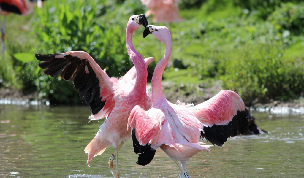 Pink Flamingo dancing