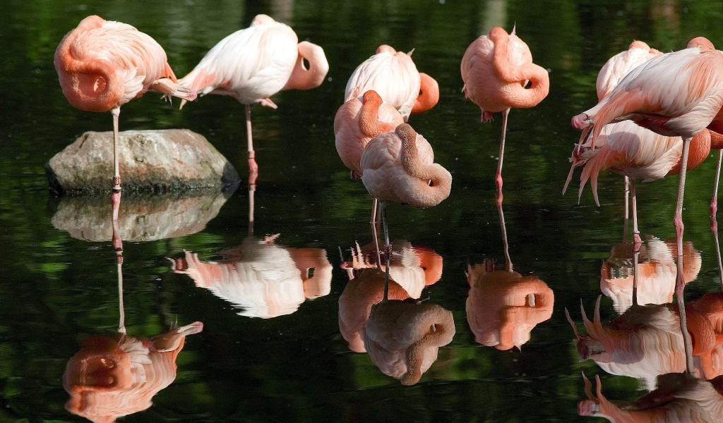 Розовые фламинго отдыхают