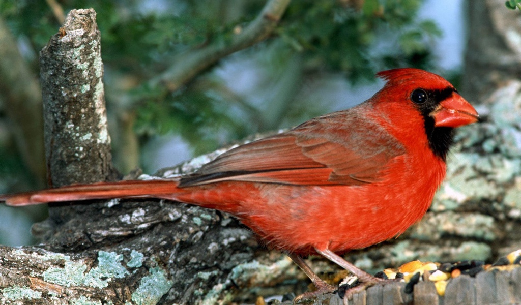 Красно грудая птица