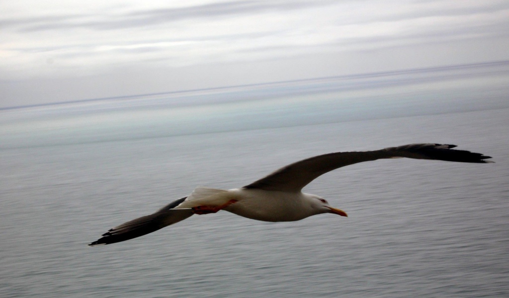 Чайка в полете