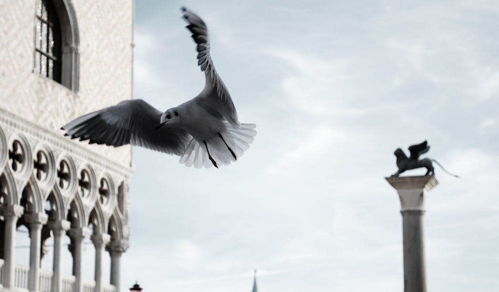 Чайка в полете по городу