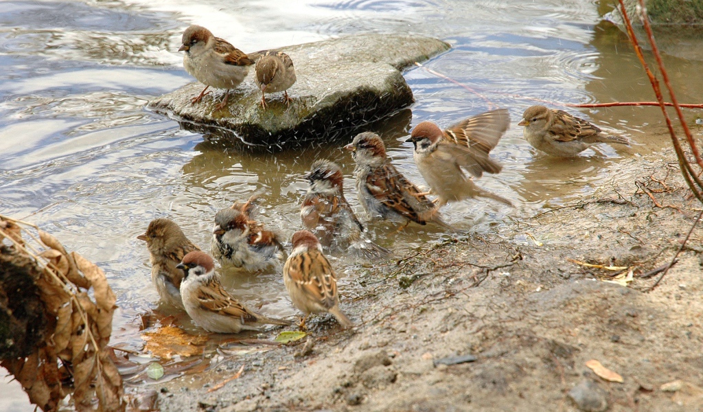 Воробьи купаются