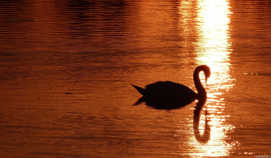 Лебедь на золотом закате