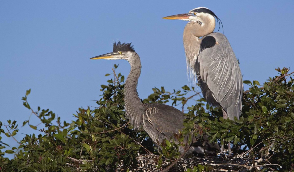Венецианская цапля на гнезде