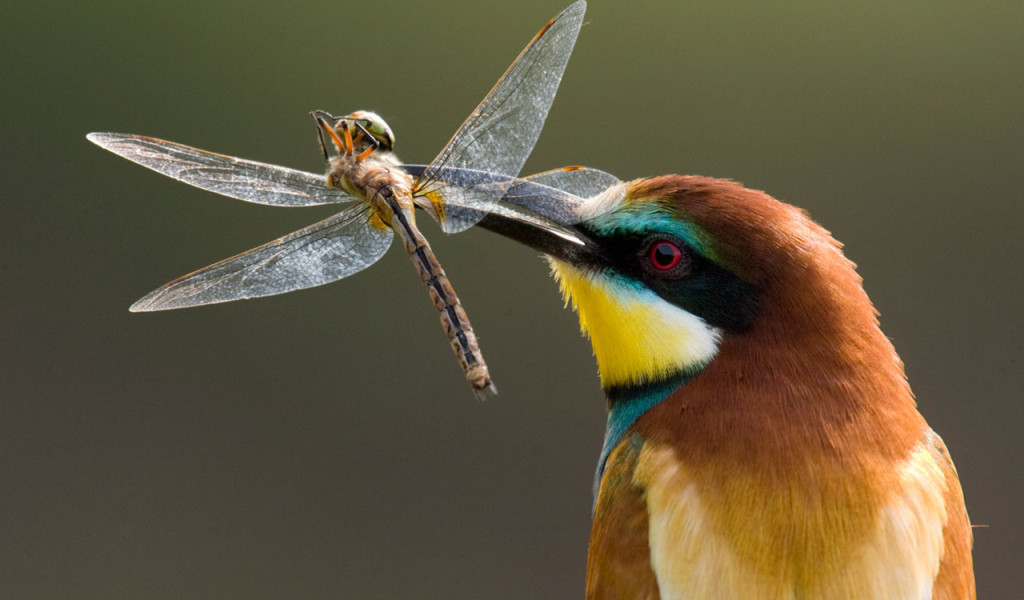 Птица поймала стрекозу