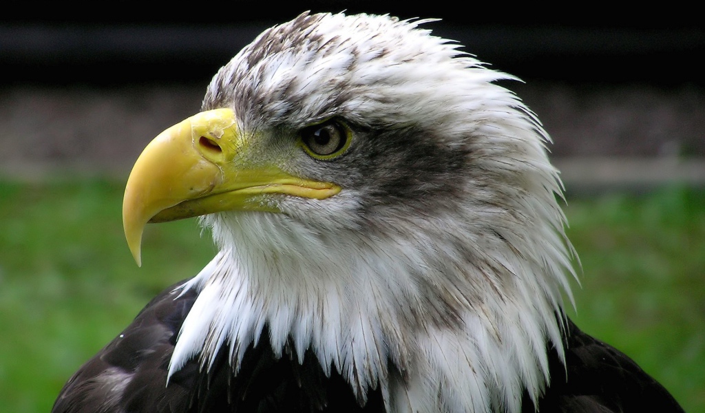 Голова орла