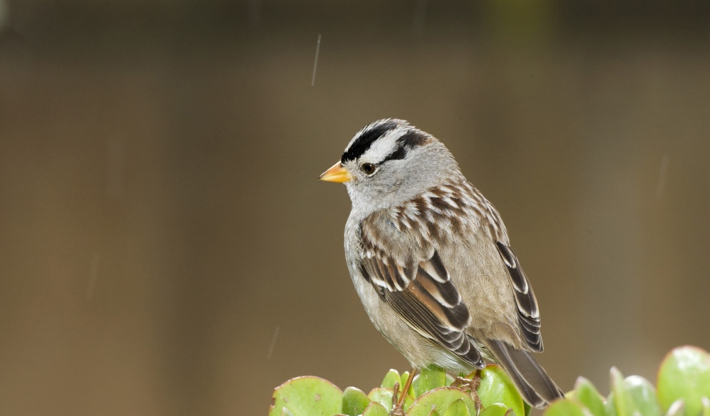 Задумчивый воробей