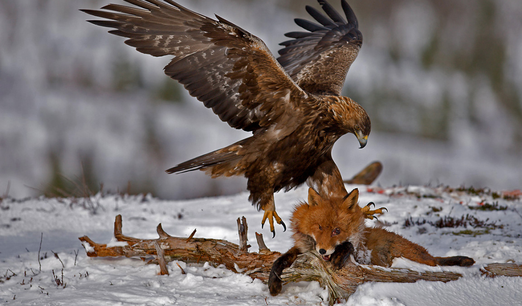 Орел ловит лису
