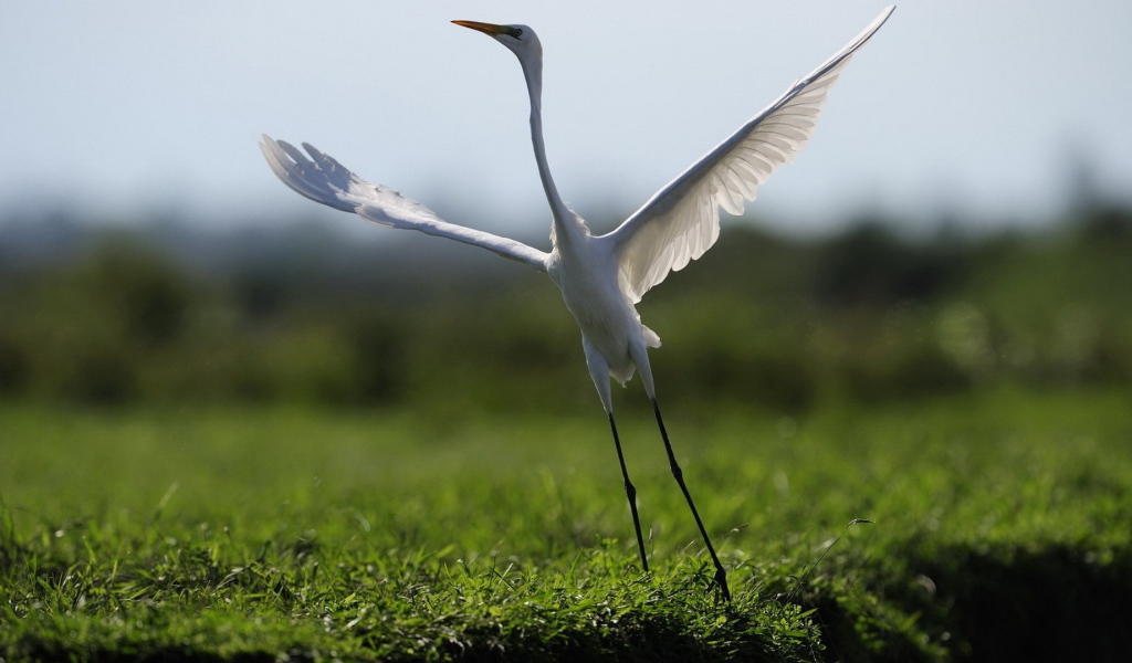 Белый журавль взлетает