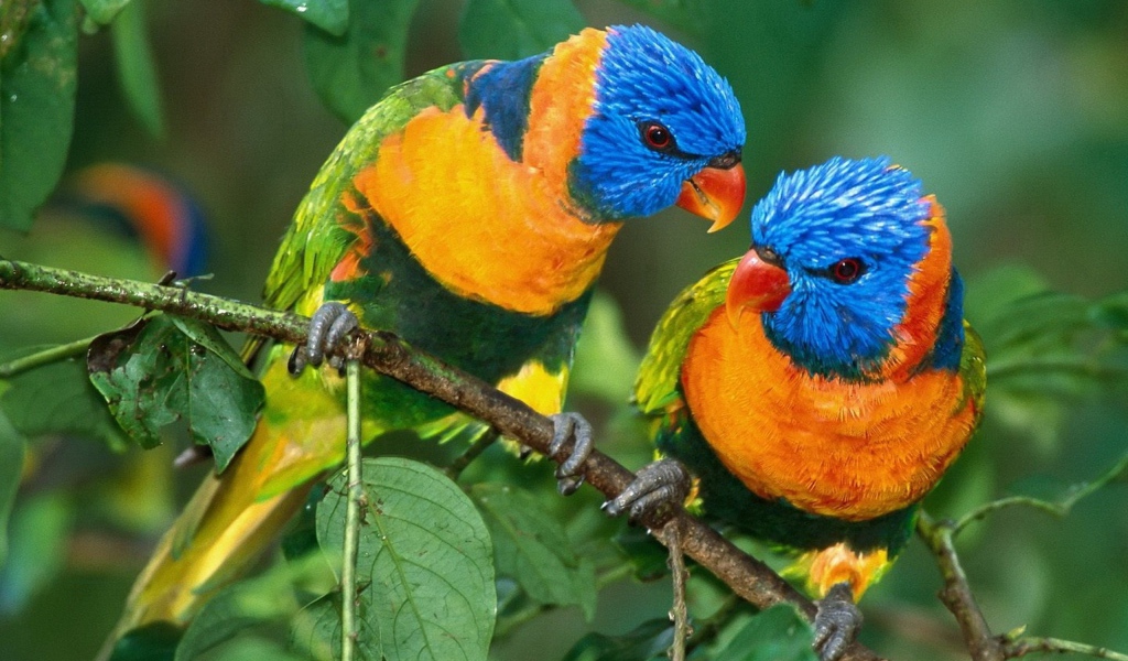 Желто синие попугаи