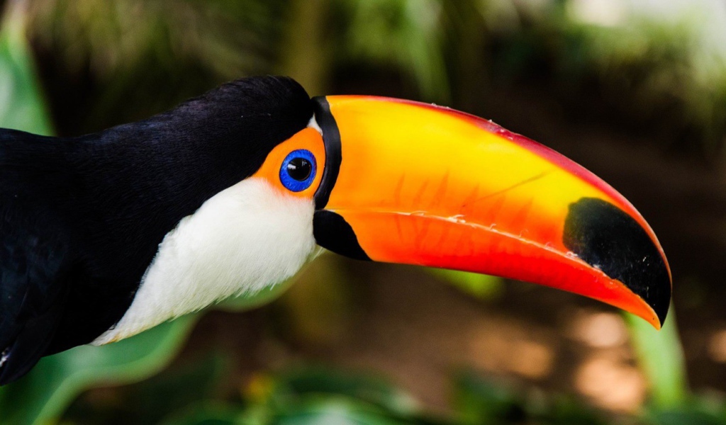 Птица Тукан