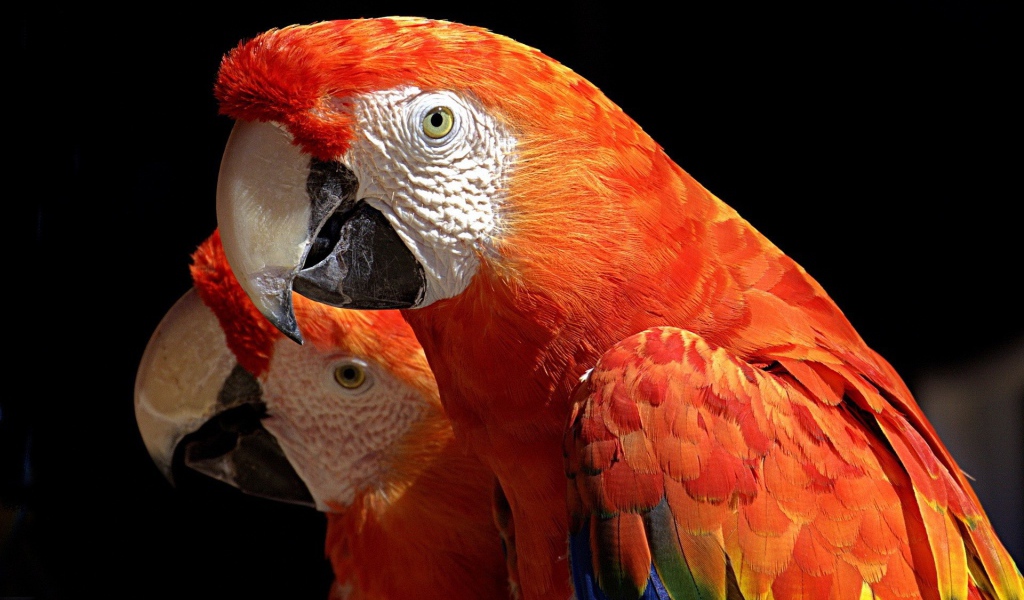 Пара какаду