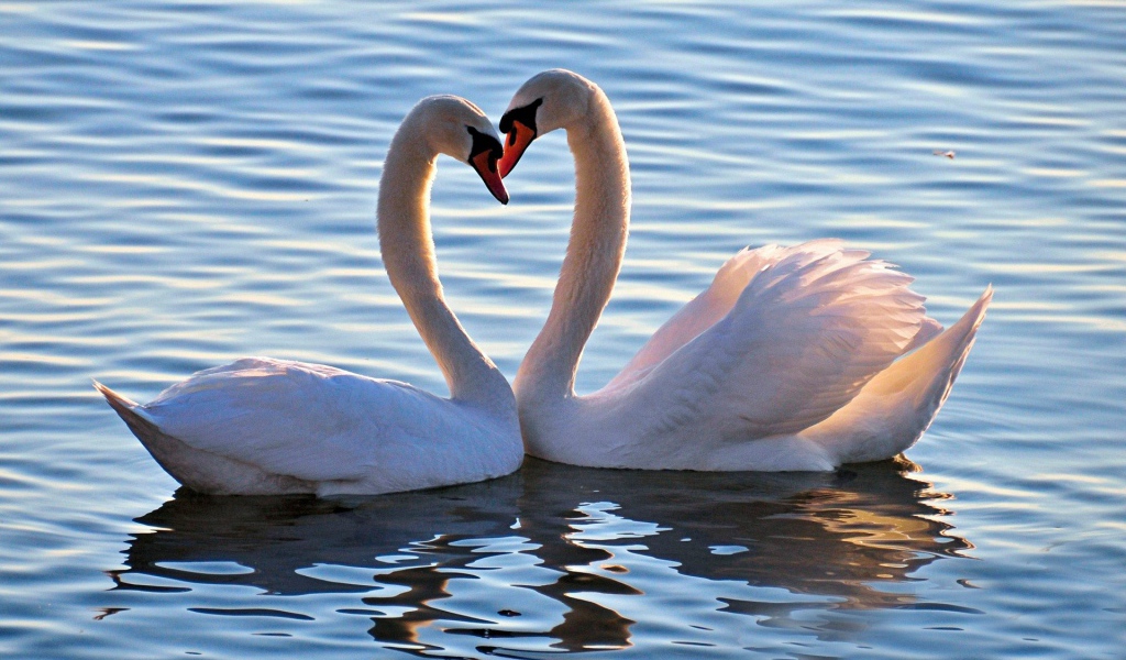 	 A pair of swans