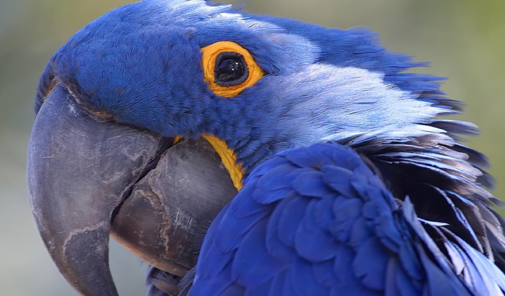 Амазонский синий попугай