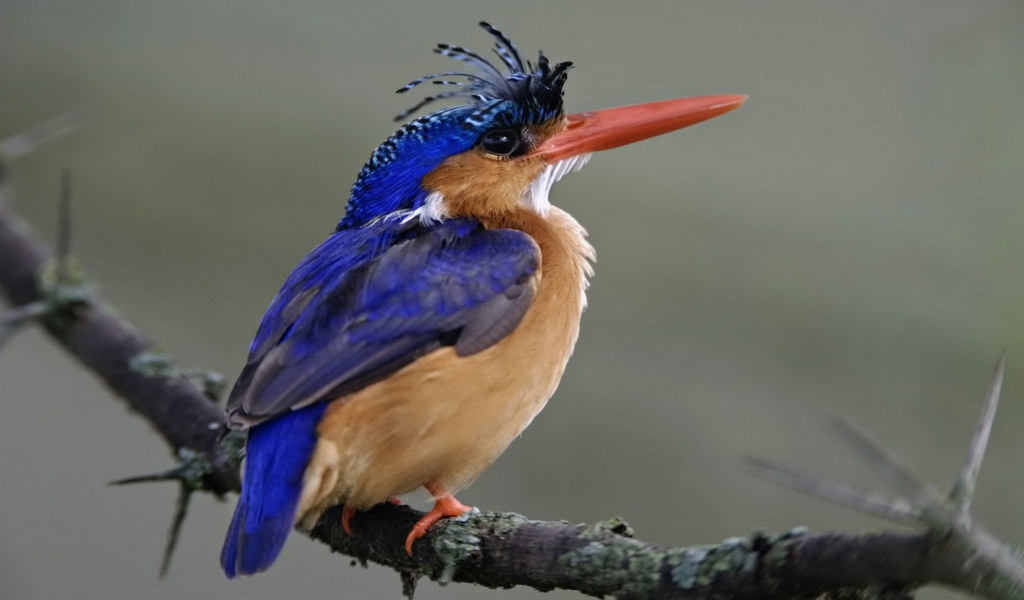 Птица из Национального парка Кении