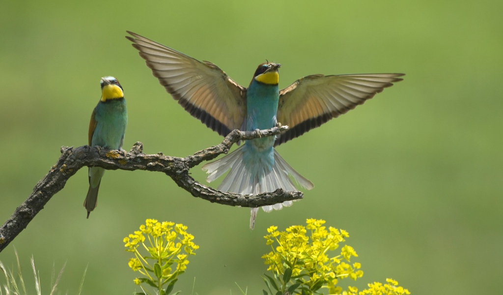 Европейские птицы