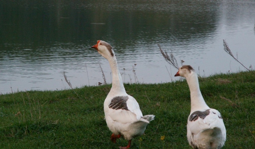 Гуси идут к воде