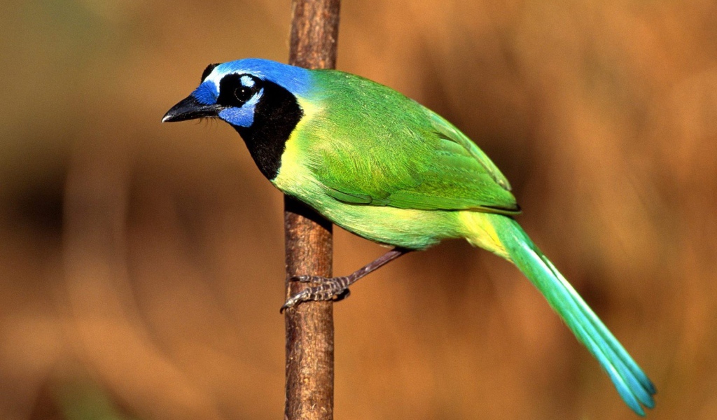 Птица Сойка