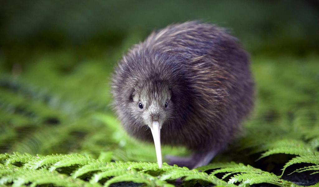 Птенец птицы киви