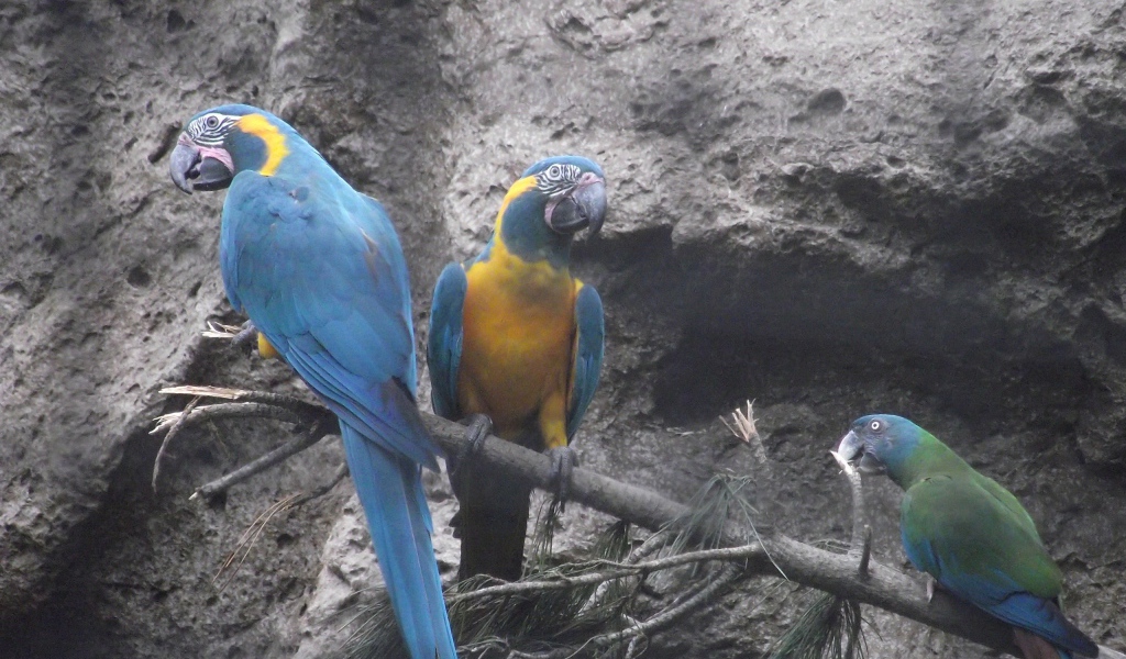 Попугаи сидят на ветке