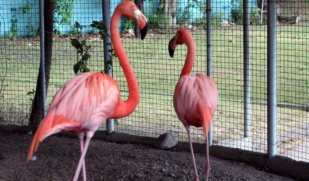 Розовые фламинго в зоопарке