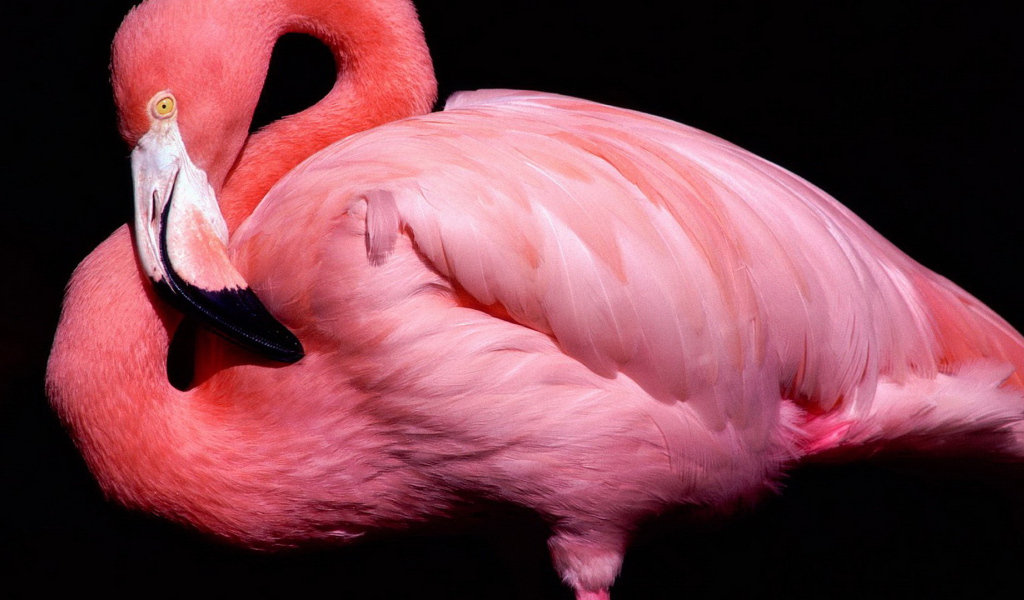 Розовый фламинго на черном фоне