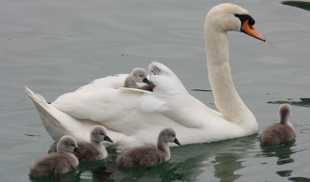 Лебедь со своими детьми