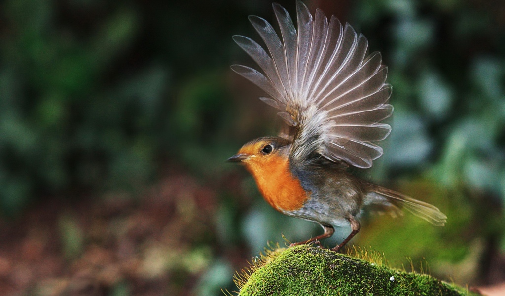 Птичка взлетает