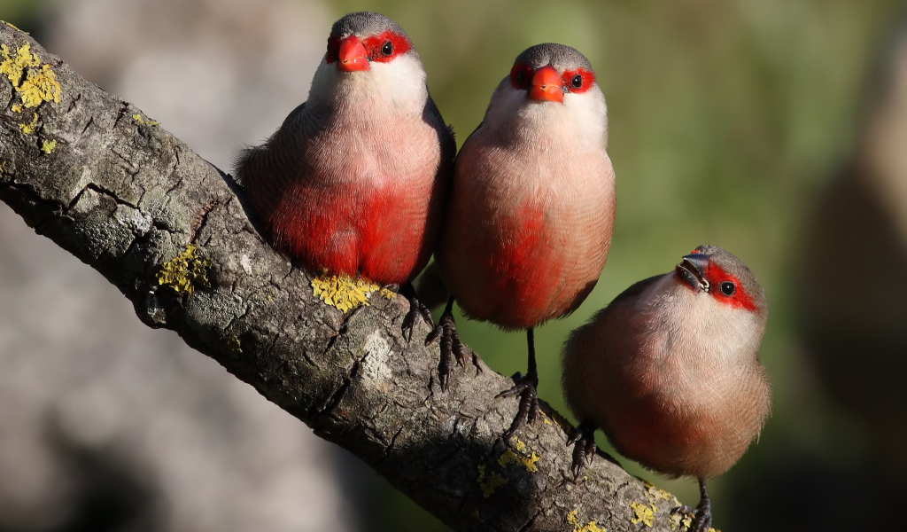 Три красногрудые птицы