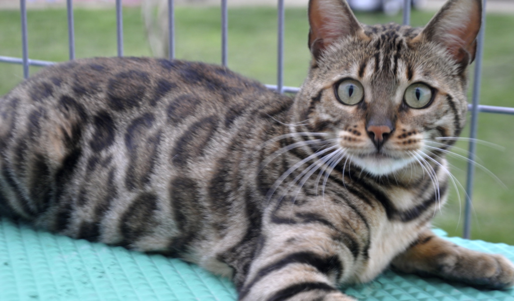 Красивый серебристый бенгальский кот