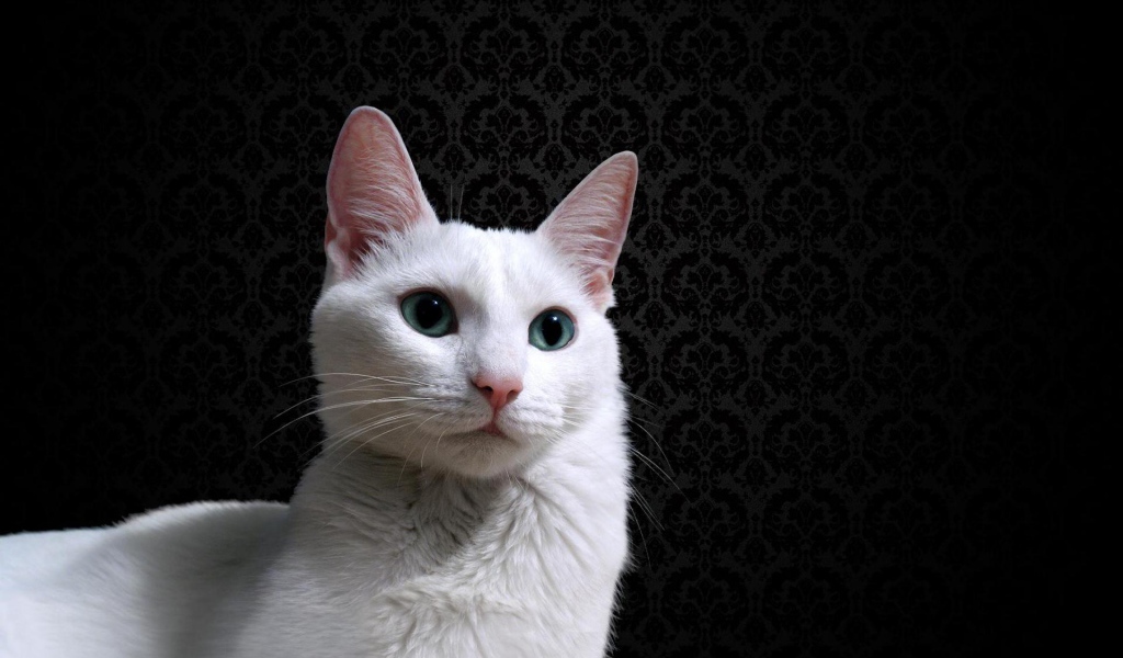 Красивый белый кот на фоне чёрных обоев